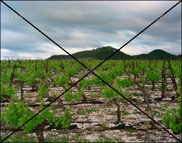Visite commentée de la photo "Arboras, Hérault, Mai 2007" de raymond Depardon PIC_FIBO5