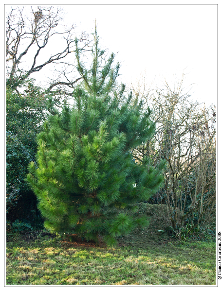 Votre Sapin de Noël Sapin2